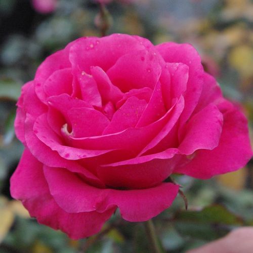 Silná růžová - Stromkové růže, květy kvetou ve skupinkách - stromková růže s keřovitým tvarem koruny